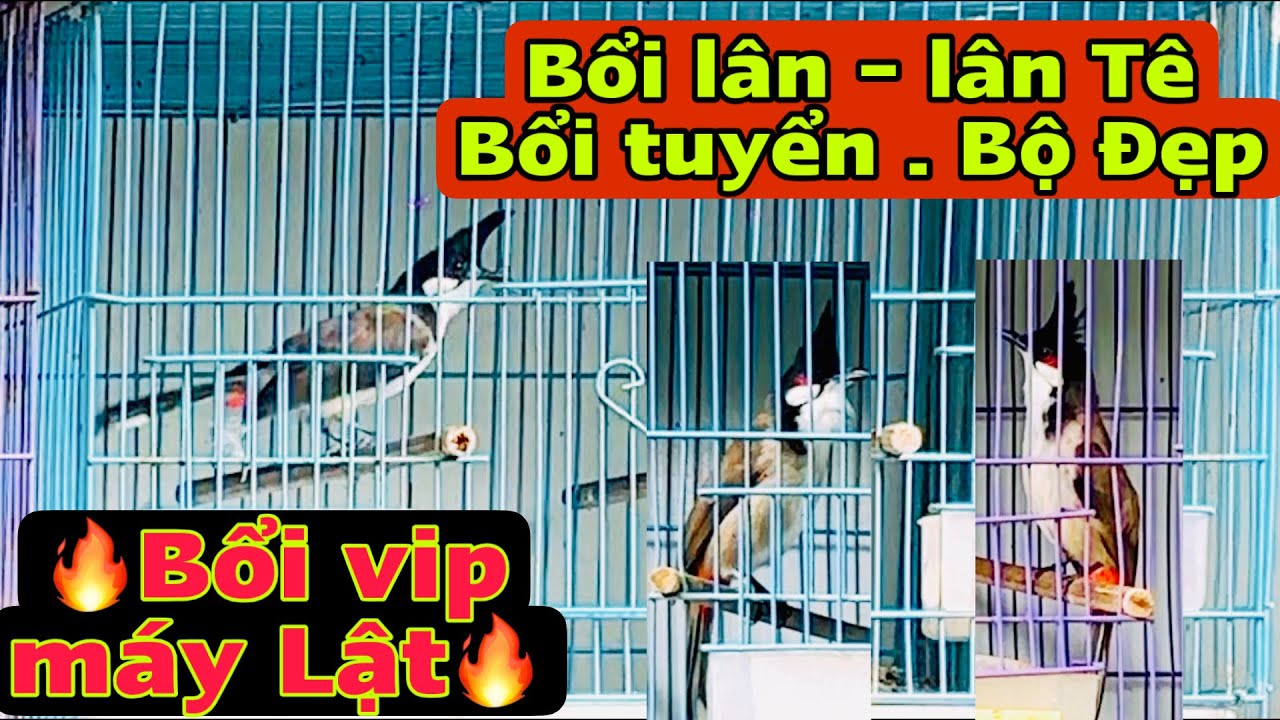 10/3 Mào Lân - Tê . Nết lật, phách bộ đẹp🔥 1 siêu phẩm lắc cầu nết cực hay🔥🔥