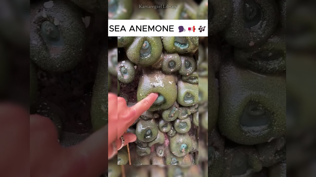 Sea Anemone Above The Water | Library .71 Giant Green Sea Anemone