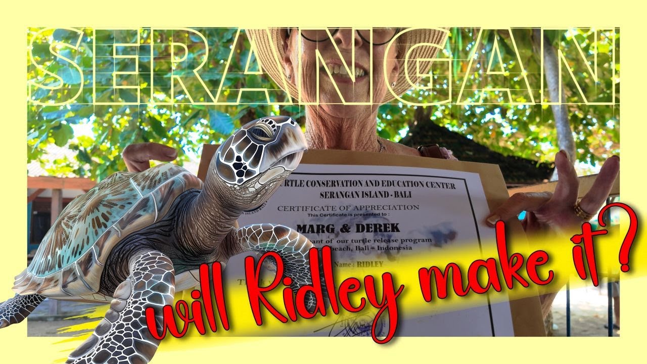 THE FACTS: ADOPTING A SEA TURTLE at Serangan Island TCEC