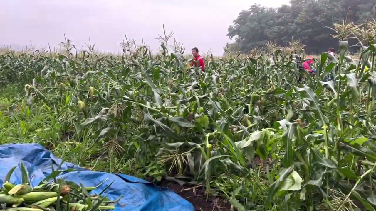 3rd FARM CORN 🌽