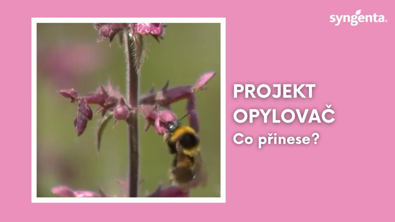 Projekt Opylovač | Syngenta Česk&aacute; republika