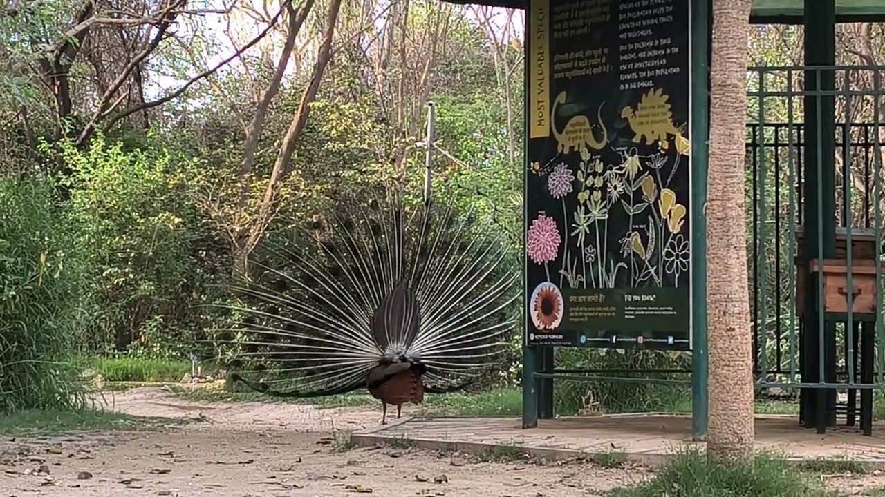Beautiful peacock 🦚 🦚 dance and voice #viral #viralvideo #video #trending #reels 