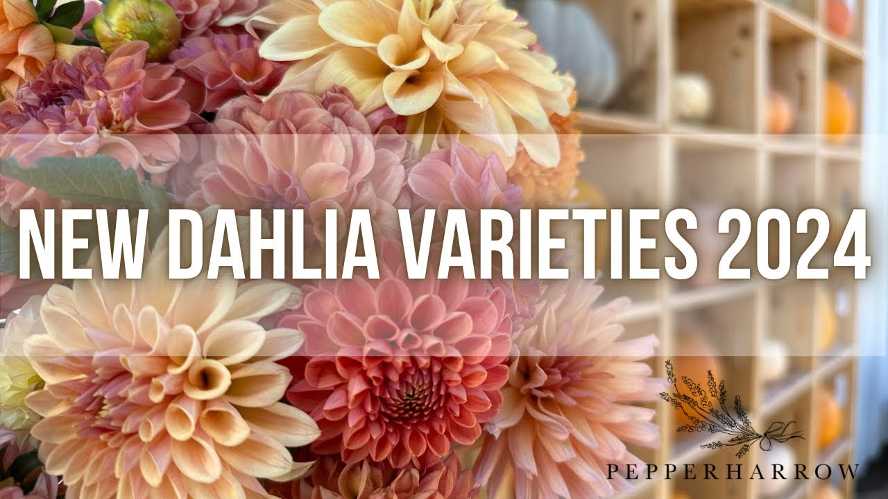 New DAHLIA Varieties 2024 | PepperHarrowFarm