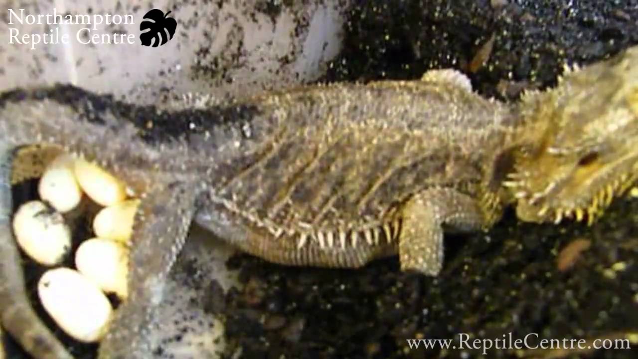 Bearded Dragon Laying Eggs [Amazing Footage]