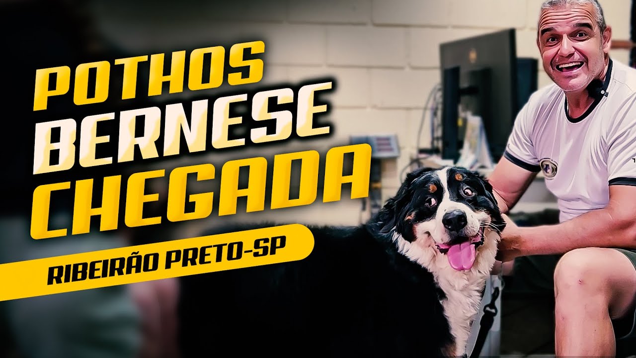 POTHUS VAI ENCARAR O DESAFIO DO ADESTRAMENTO RAIZ