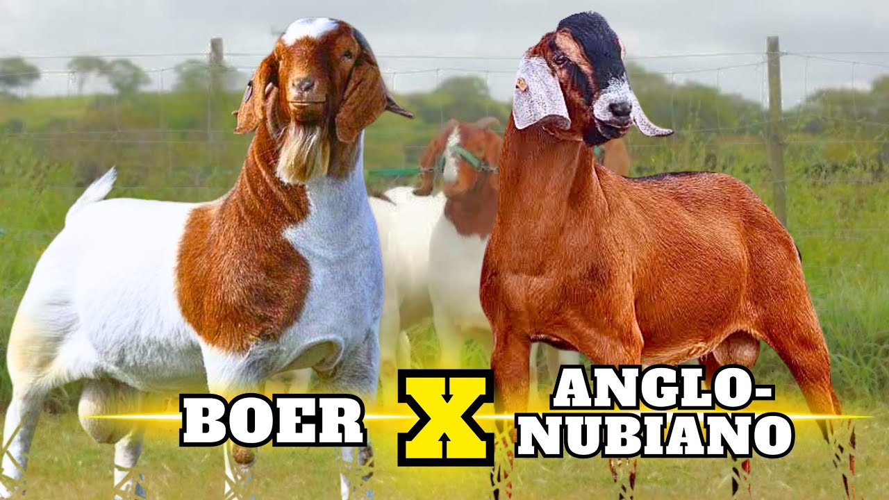 BOER x NGLO-NUBIANA: O Cruzamento Que Está Mudando a Caprinocultura Brasileira