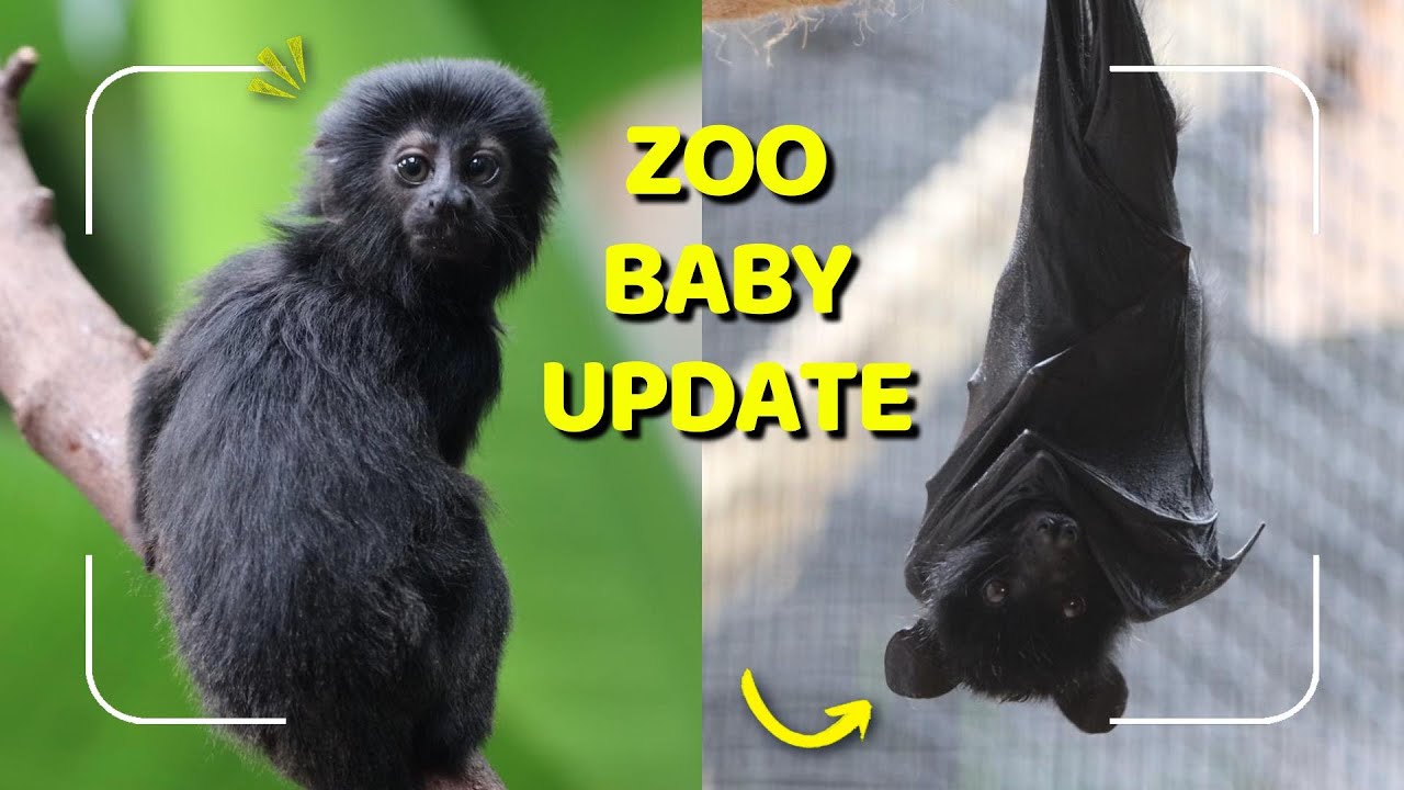 Zoo Baby Update | Bat & Monkey