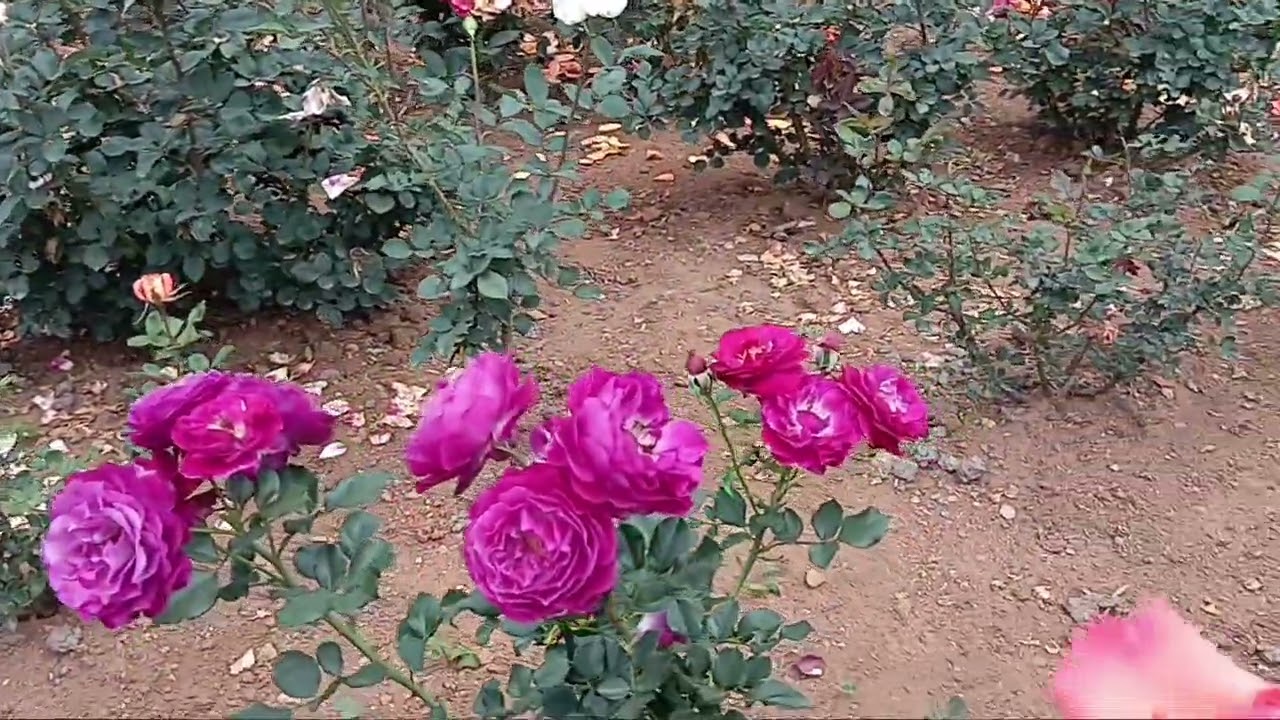 Nilgiri #ooty #rose 🌹🌹