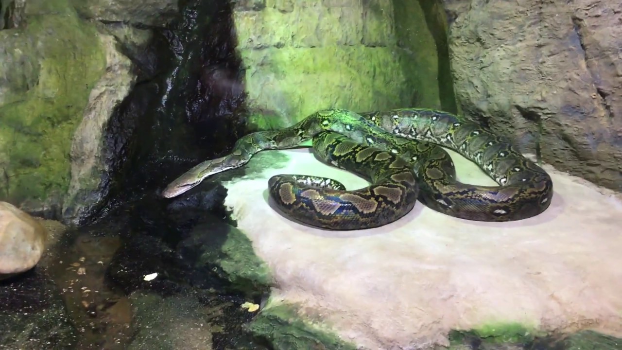 Malayopython reticulatus - Malayopython - Kock&aacute;s piton