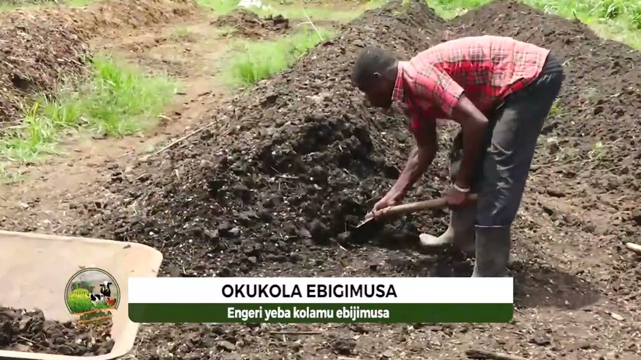 How to make Decomposed Organic Manure at your farm Step by Step by Amelia Agro Africa limited Part 1