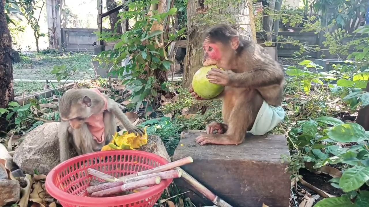 Monkeys Fruit Feast in the Outdoor Setting #monkeylove #monkeysr #monkeyvideo #babymonkey