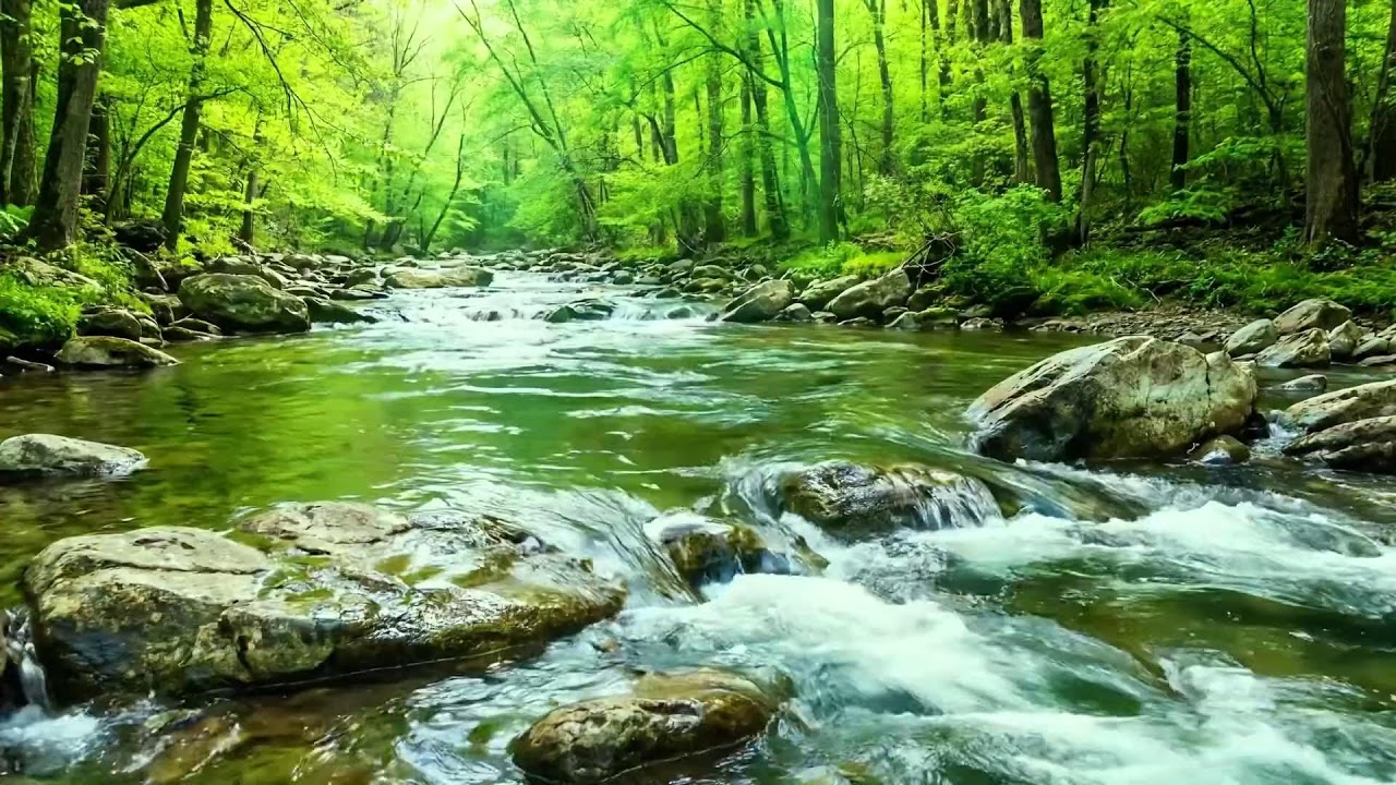 Forest Symphony of Birds Singing and Stream Flowing, Ten Hours of Relaxation and Peaceful ASMR