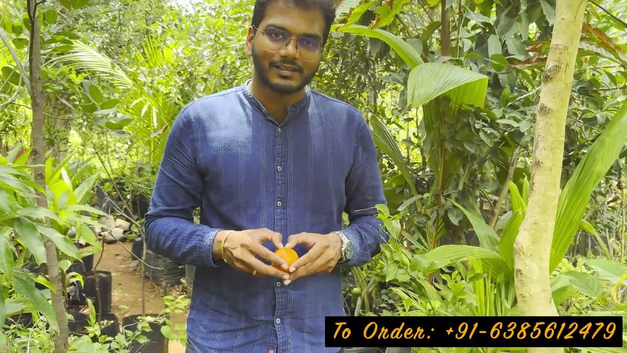 புத்துணர்வூட்டும்  அளவுக்கு இனிப்பான ஒரு ஆரஞ்சா!! #ஆரஞ்சு #விவசாயம் #இனிப்பு #மாடித்தோட்டம்