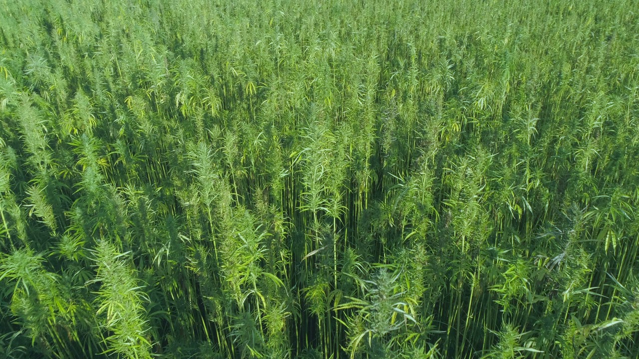Close view of green hemp field