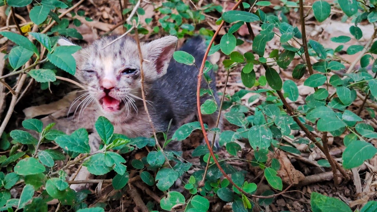 🐾 Kittens and Cats Living in the Countryside | Cute Cat Videos & Relaxing Meowing Sounds 🌿