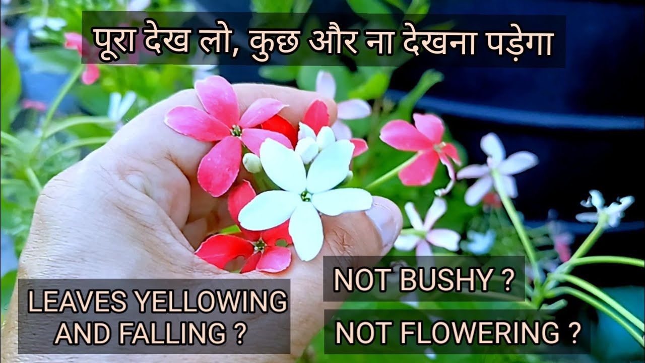 Grow Rangoon Creeper Madhumalti in Pots : Grow Rangoon Creeper from Cuttings : No Secret Fertilizer!