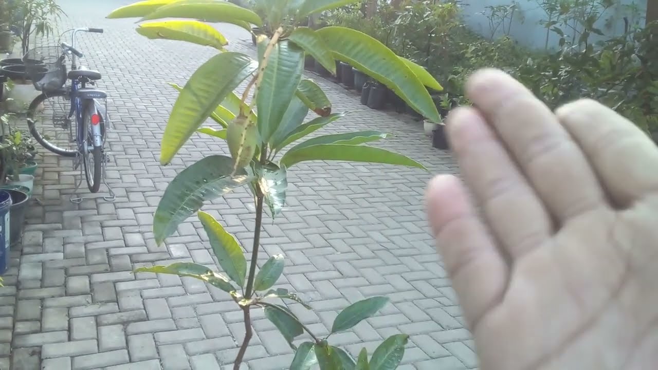 Hukum asal Mangga Chokanan