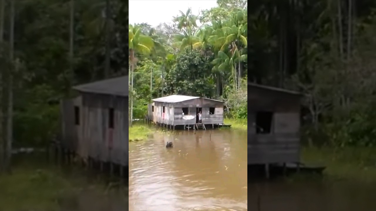 RIBEIRINHOS DA AMAZ&Ocirc;NIA. Casa de ribeirinho na margem do rio Purus, munic&iacute;pio de Beruri, Amazonas.