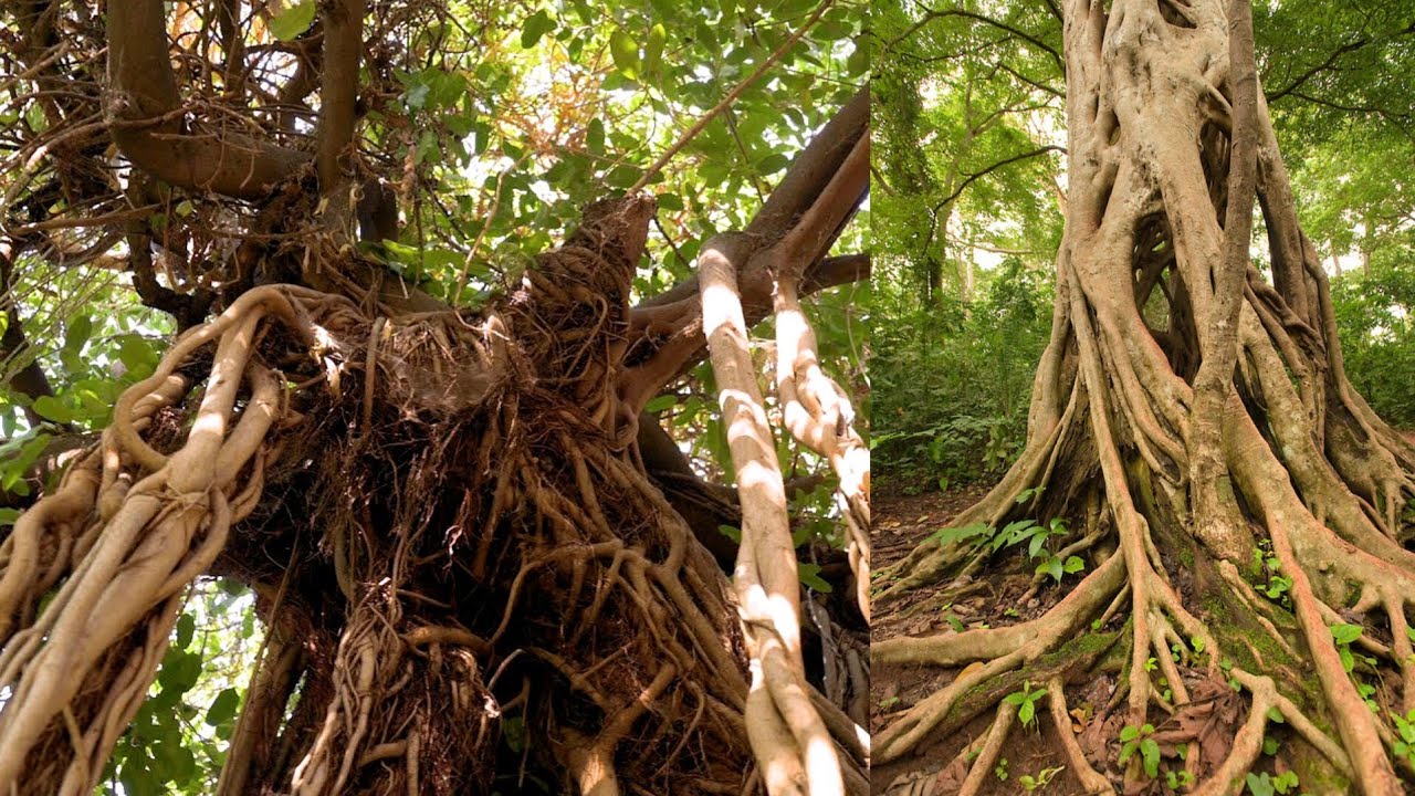 Witnessing Wonders: Encountering a Strangler Fig Tree in Ghana with Biblical Link