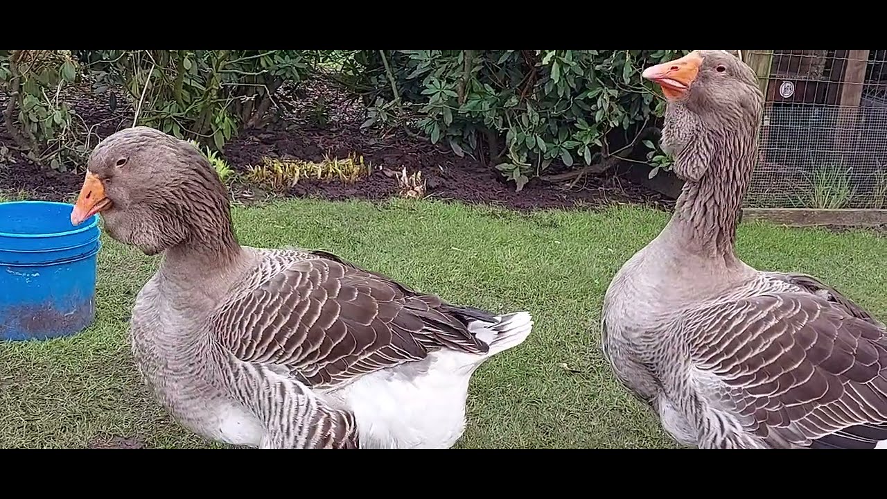 Breeding Couple Giant Dewlap Toulouse Geese