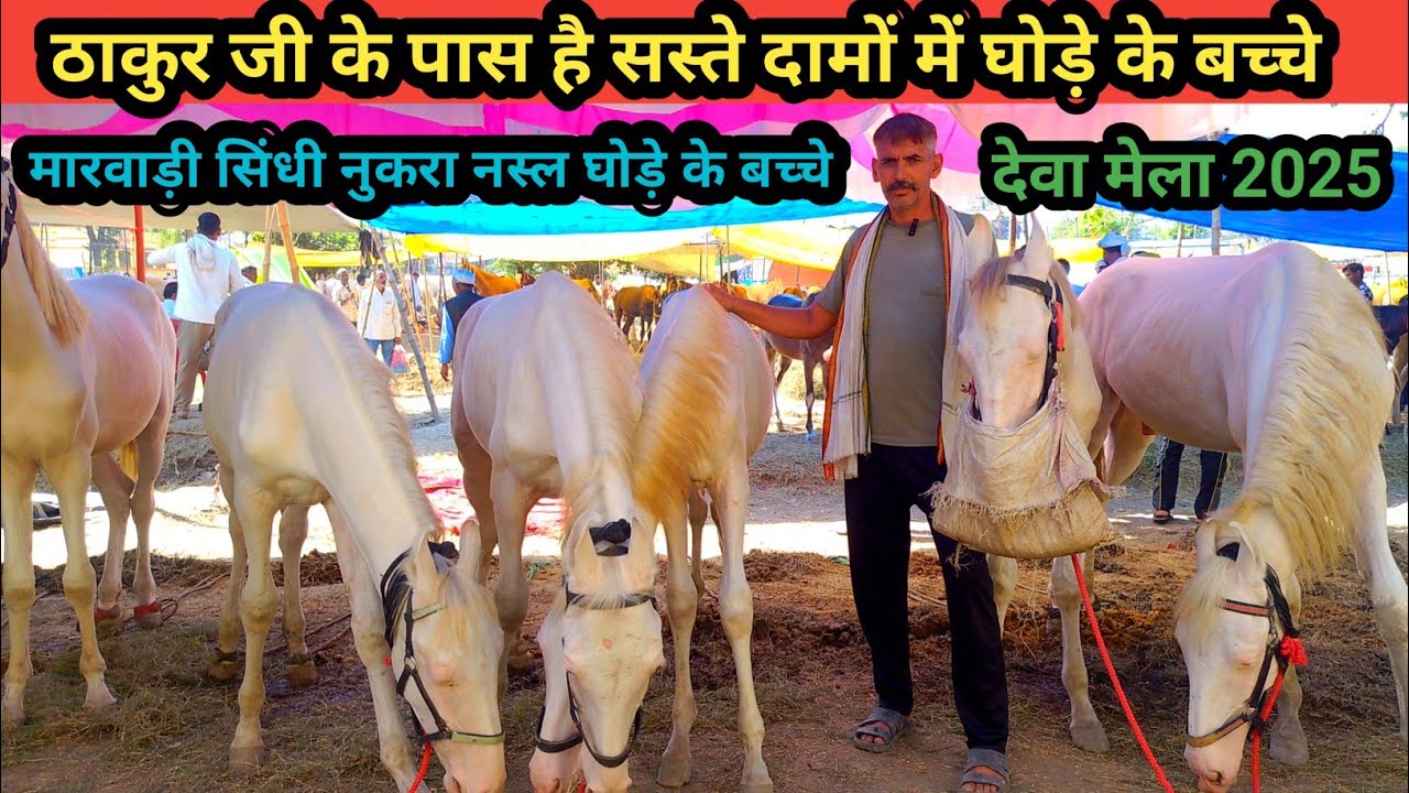 ठाकुर जी के पास है सस्ते दामों में घोड़े के बच्चे || देवा शरीफ मेला 2025 || Deva Sharif ghoda bajar 