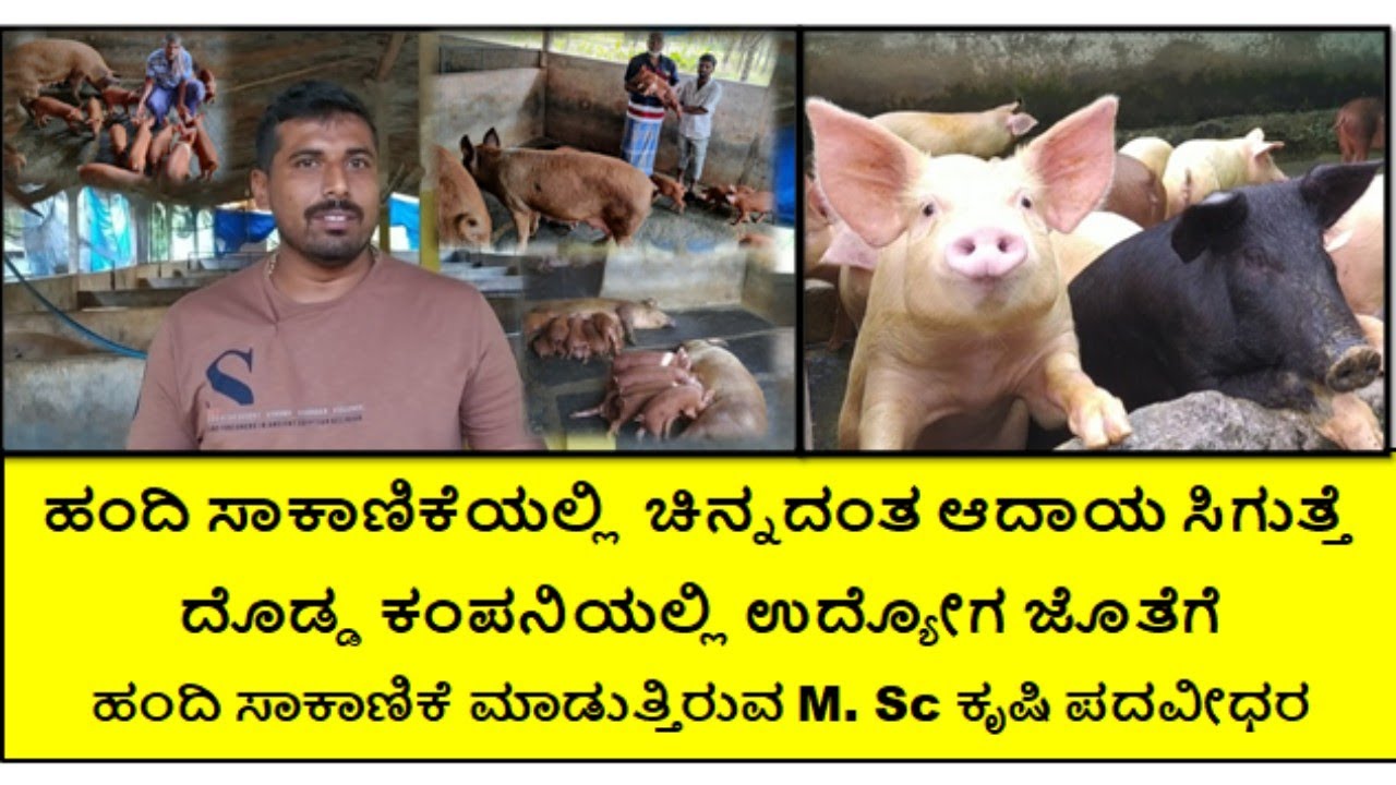ಹಂದಿ ಸಾಕಾಣಿಕೆಯಲ್ಲಿ ಇರುವ ಲಾಭ ಬೇರೆ ಯಾವುದರಲ್ಲೂ ಇಲ್ಲ ಸರ್ 