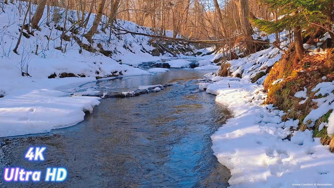 Forest River Sounds | 8 Hour Relaxing Nature Ambience for Sleep, #nature #relaxing #water