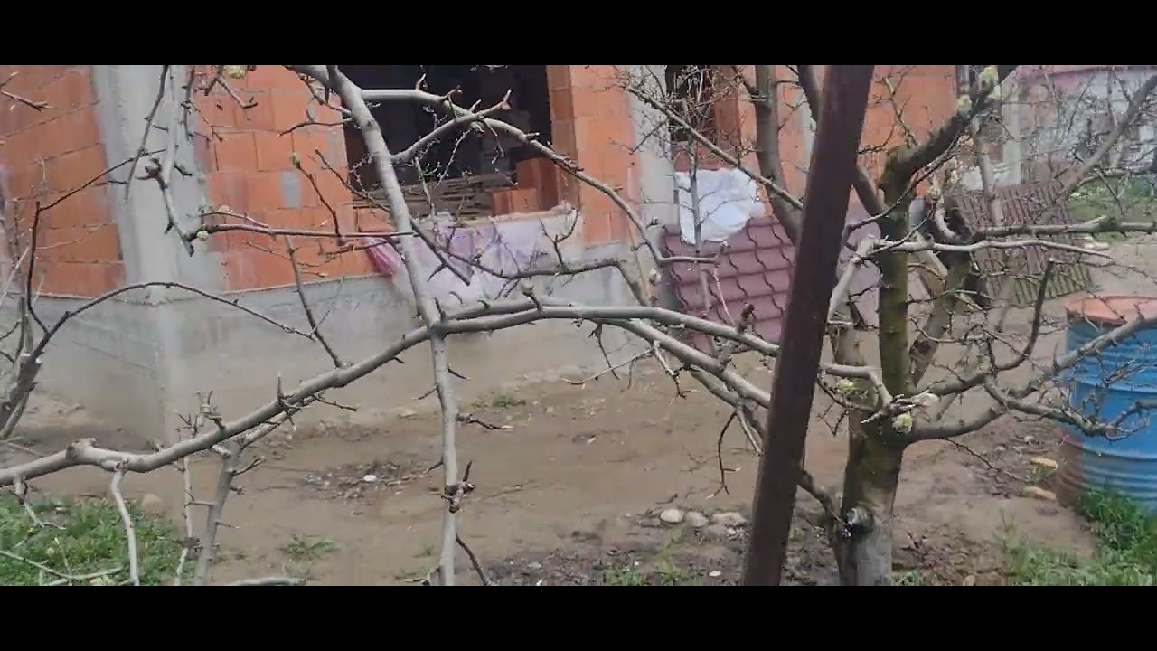 Tratament peri in gospodării familiare.