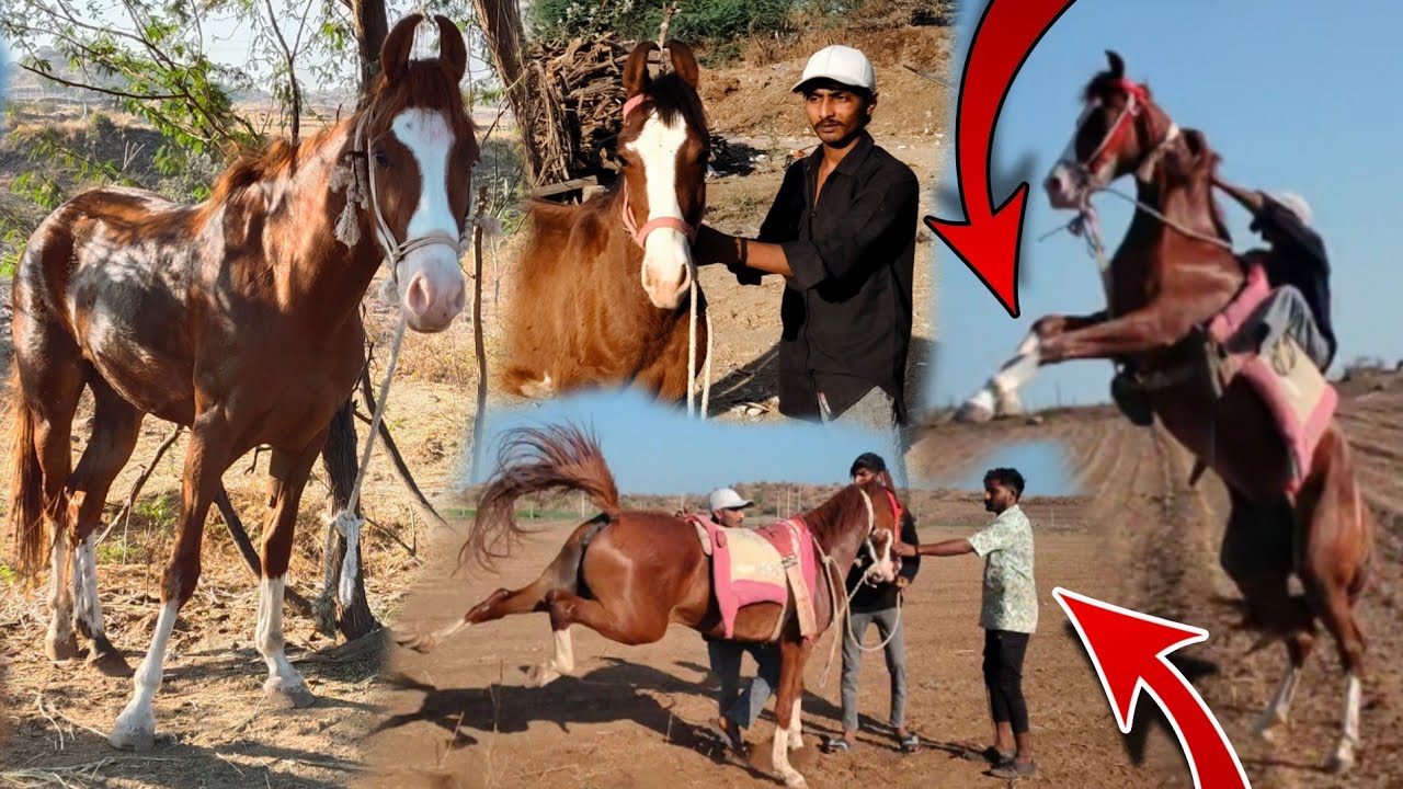 ઘોડી જોવા ગયા એનો પાર્ટ 2 😶
