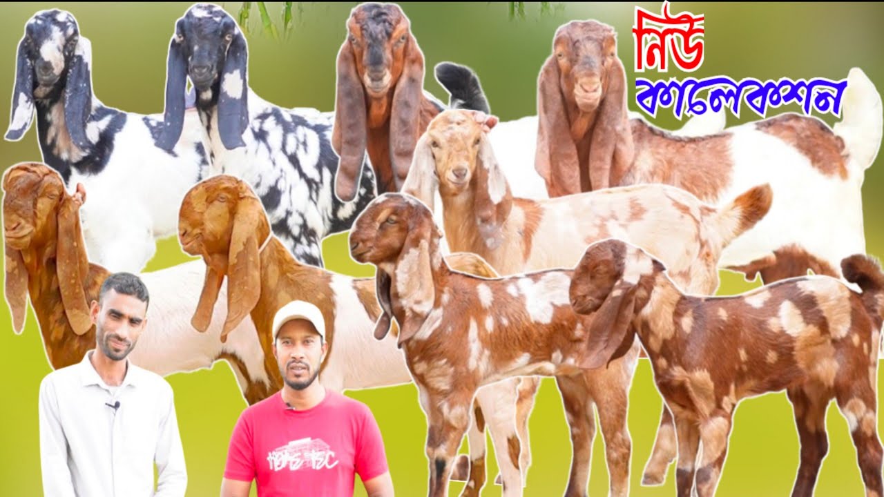 🐐🐐❤️❤️✅✅ হাই কোয়ালিটি বাচ্চা ছাগলের ব্যাপক কালেকশন | তোতাপুরি হরিয়ানা ও বিটল বাচ্চা | 🐐🐐❤️❤️✅✅