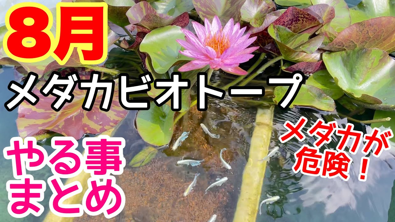 8月メダカビオトープやる事まとめ！○○は必ずしてください！メダカ睡蓮ビオトープ