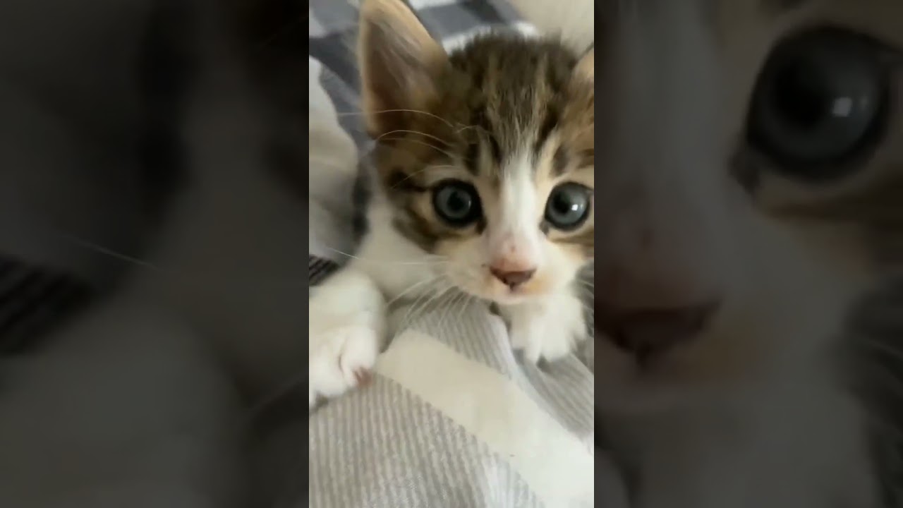 #fofuras