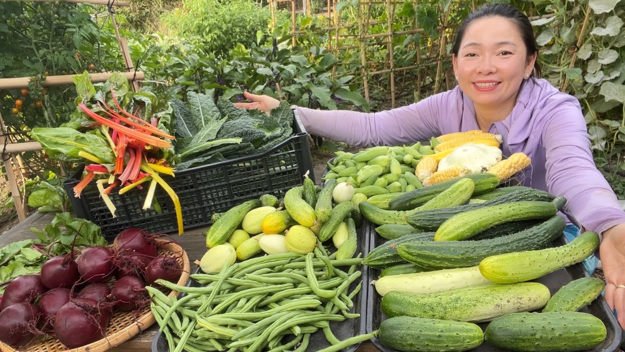 Bội Thu Mùa Hè Vườn Nhà Em Trang Ở Mỹ. Dưa Leo Hàn Quốc. Nhật. Dưa Leo Trứng. Chanh. Bí Ngòi Đĩa Bay