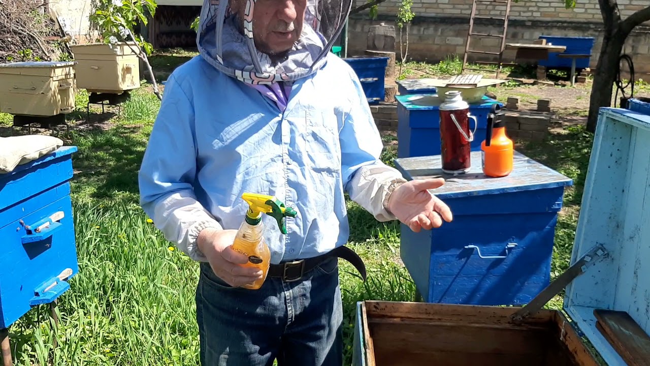 ПАСЕКА.ПЧЕЛОВОДСТВО. Обработка чистотелом.