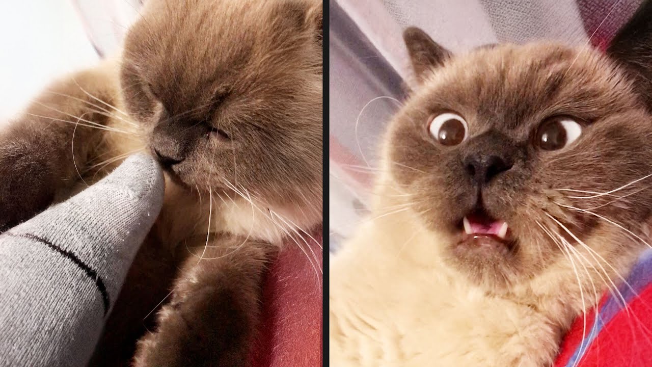 Cat Learns the Hard Way