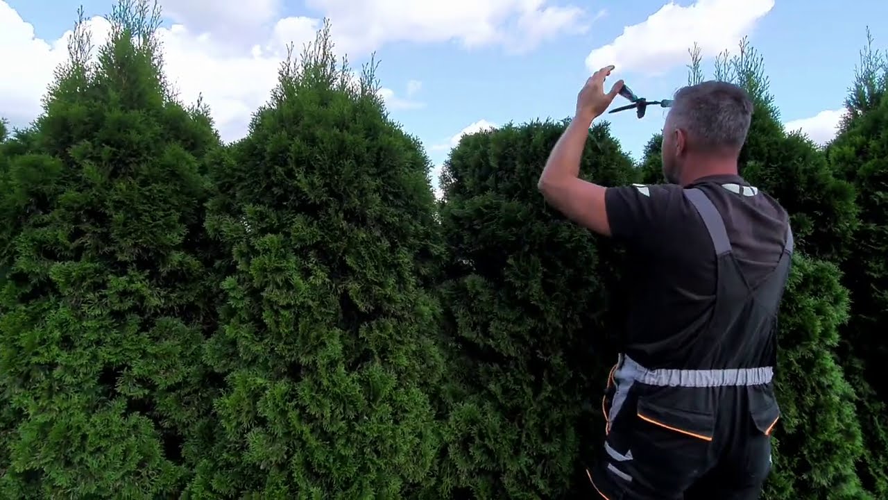 Cięcie żywopłotu z Tui Szmaragd. Jak zrobić.