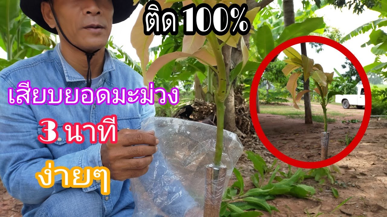 เสียบยอดมะม่วงง่ายๆ(แค่3นาที)เทคนิคขั้นเทพติดเร็ว
