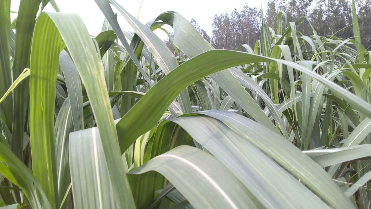 seed  available new sugarcane vrity copb 95 copb 96