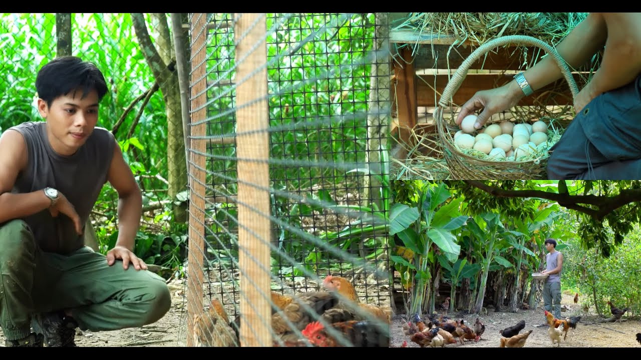From Scratch Building a Chicken Coop, Gathering Eggs & Creating a Warm Home for the Dogs