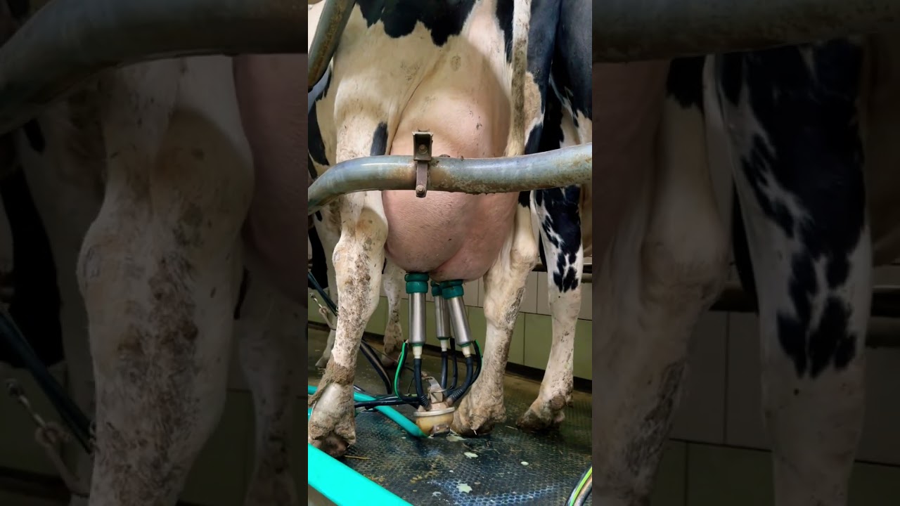 milking of a dairy cow of the Holstein breed #cows #farm #veterinary