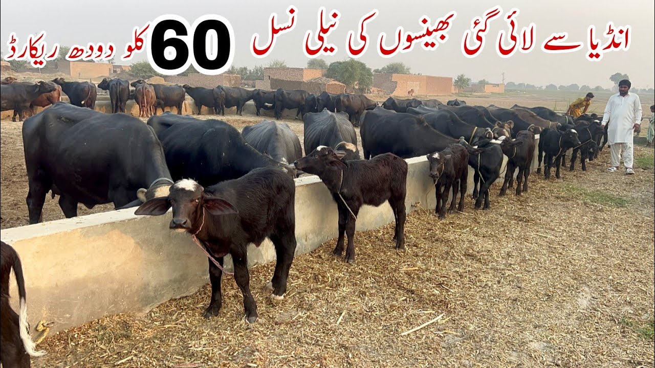 Pure Nili Buffalo Breed of Mian Rashid Bodla Sb Part 1 #buffalo #farming #cow #dairy