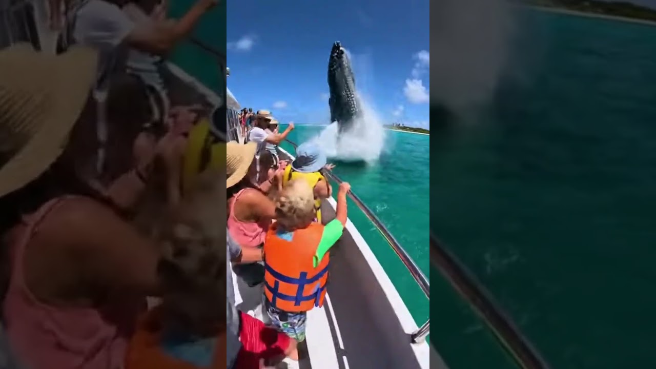 Humpback Whale Breaches Close to Family Boat in Hawaii – Kids Go Wild! 😱🐋🌴 