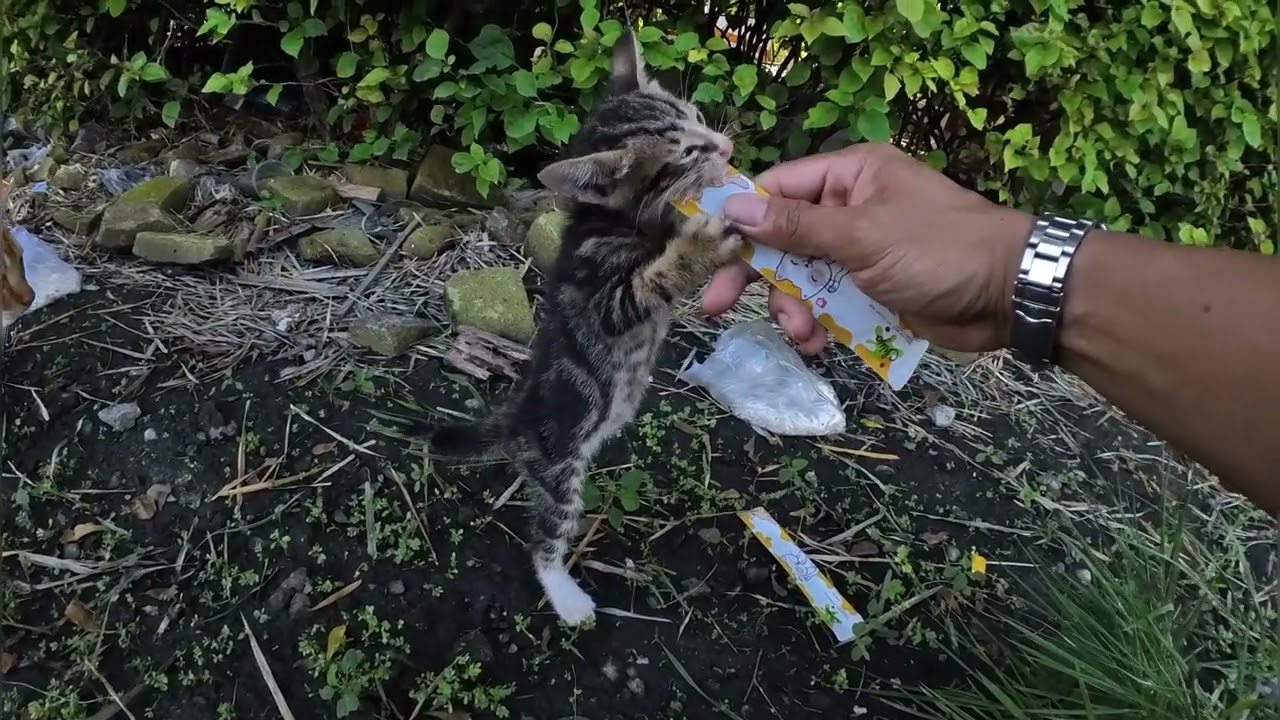 Masih kecil tapi nyalinya gede kayak gini, sungguh pemberani😅