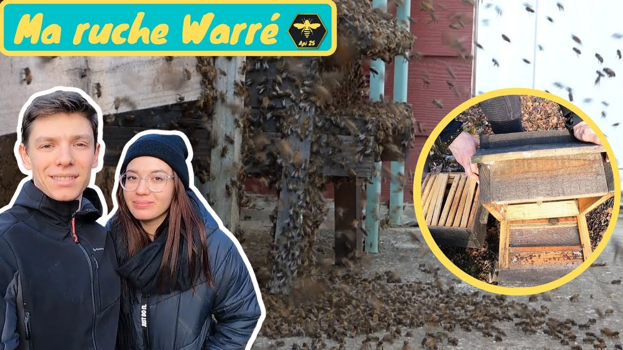 PRÉSENTATION DE MA RUCHE WARRÉ MAISON - Arrivée naturelle et spectaculaire d'un essaim d'abeilles