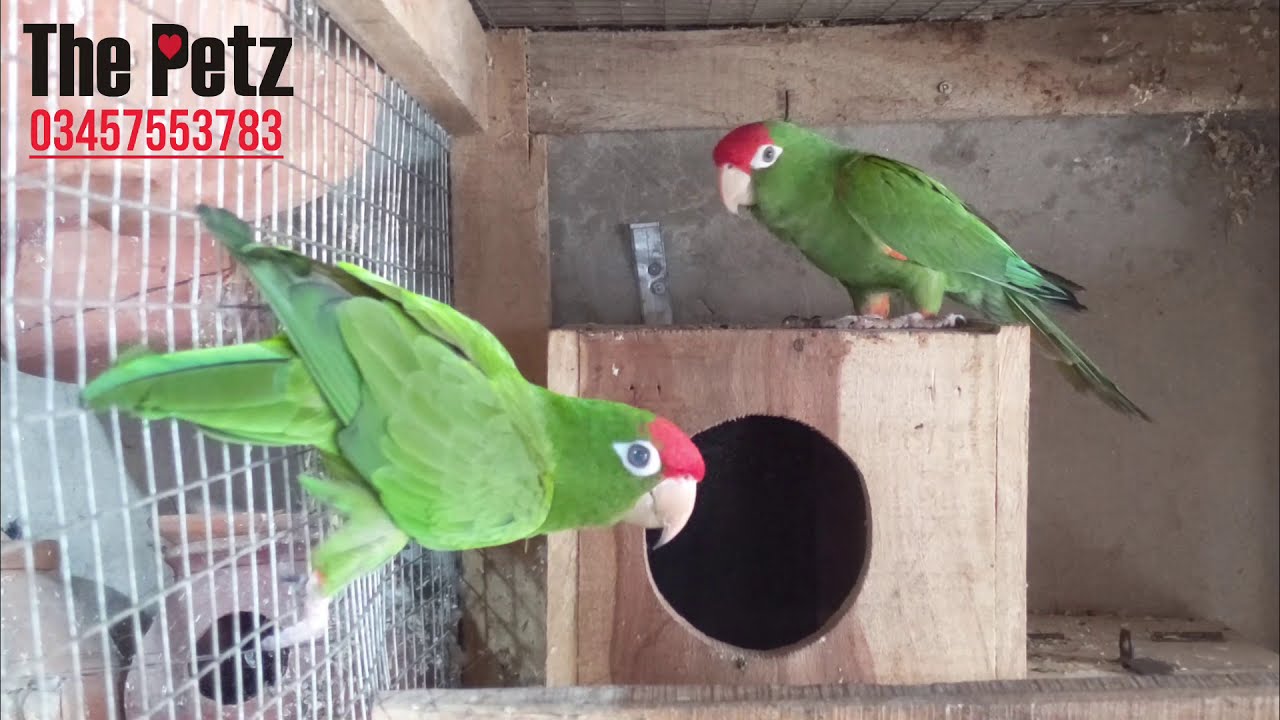 Meet the Very Beautiful Red Fronted Conure