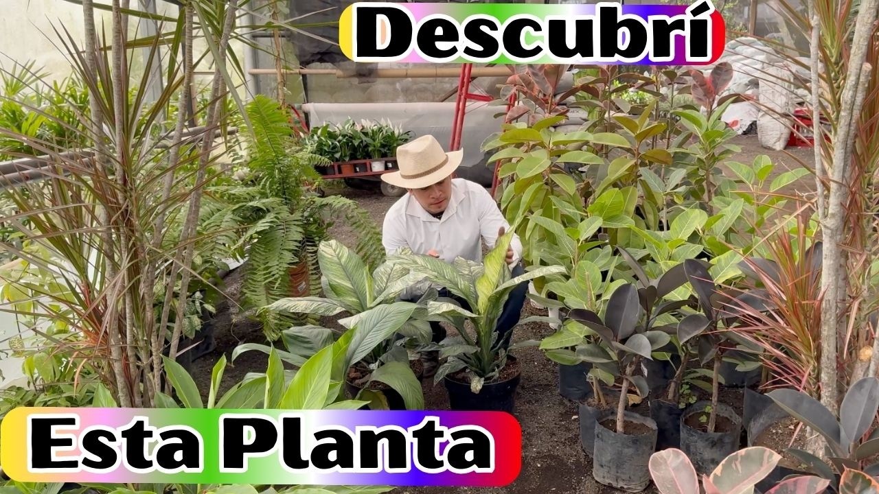 Cuna de Moises Gigante y Variegada ¿ Sabias que existía ?