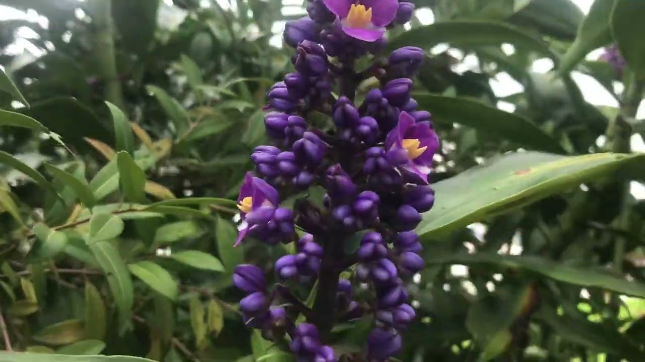 PLANTA&Ccedil;&Atilde;O de GENGIBRE AZUL