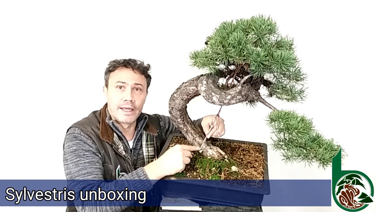 Un bonsai di pino silvestre. Dal filo alle piegature e tanto altro ancora