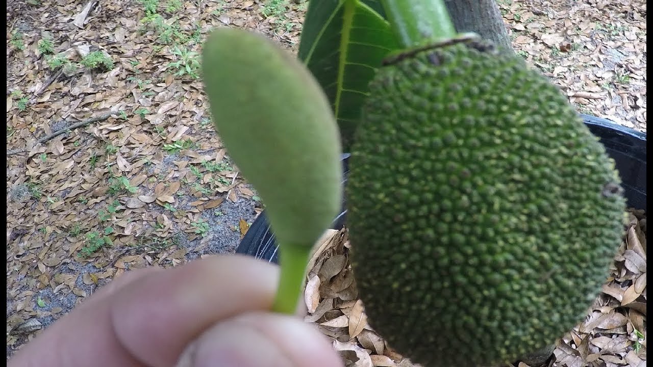Jackfruit male and female flower