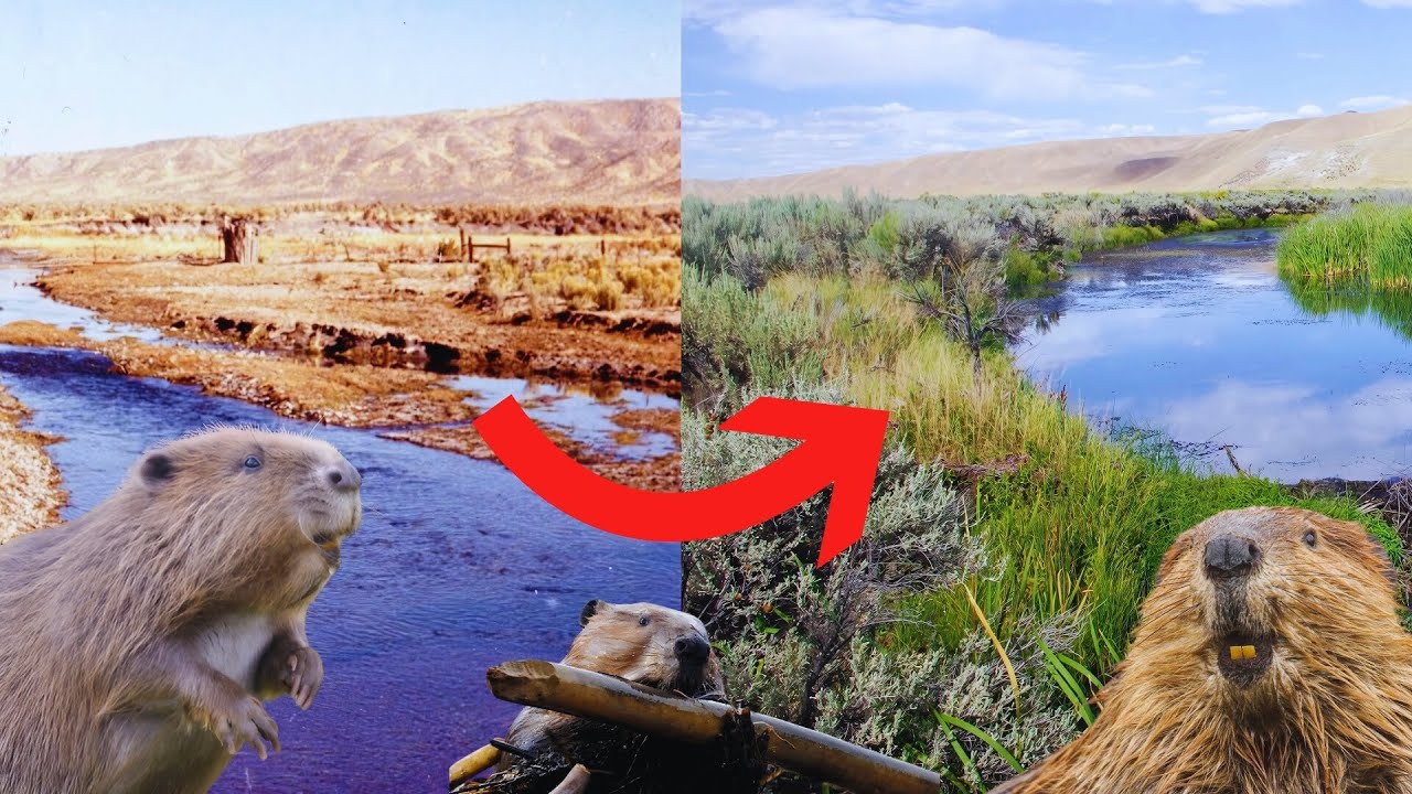 DIE ARCHITEKTEN DER NATUR: WIE BIBER GANZE LANDSCHAFTEN UMGESTALTEN!